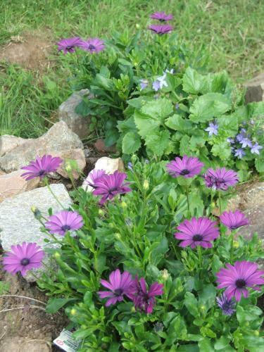 Les Ch�nes Verts