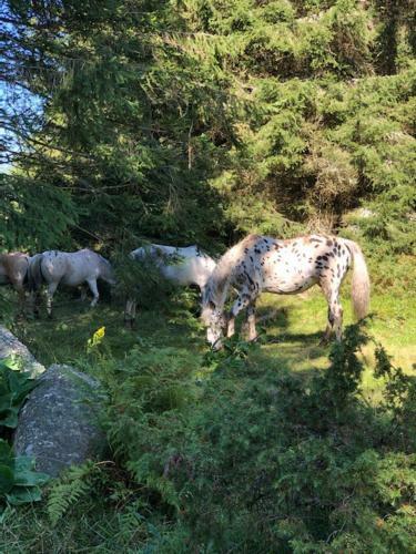 Le Chalet Du Loup