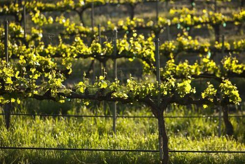 Dunning Vineyards Guest Villa