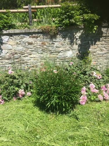 Le Petit Saint Bernard