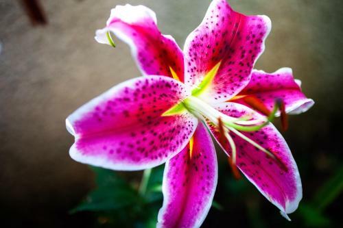 Mirguet Au Jardin