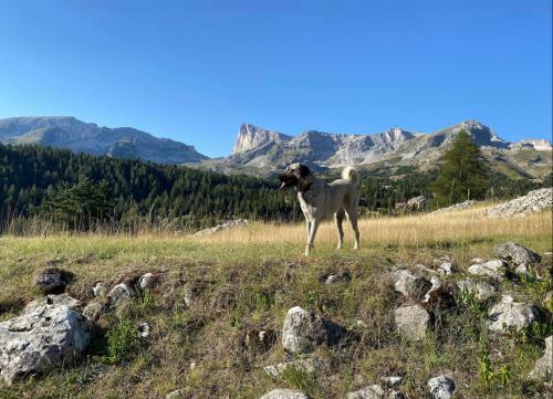Apartamento Les Chalets de Superd, Apt 7-9 Personnes