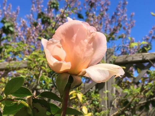 Bed & Breakfast Les Asphod�les