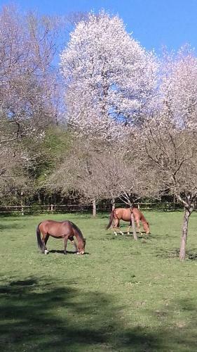 Haras De La Valterie