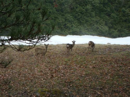 Le Caribou