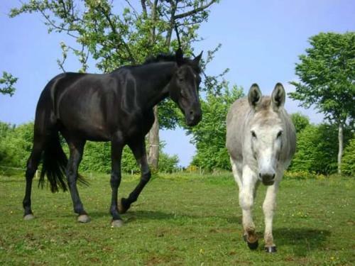 L'insini�re