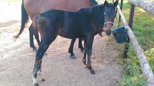 B&B Haras De La Cour Fleury