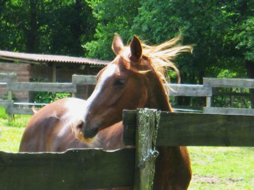 Bed & Breakfast Le Ranch Amadeus