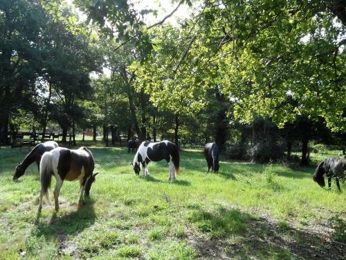 Bed & Breakfast Le Ranch Amadeus