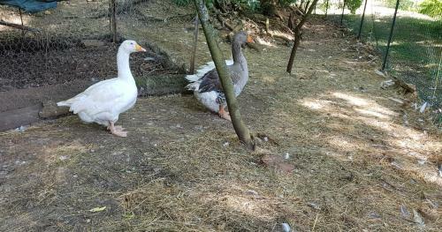 G�te Santenay Les Bains