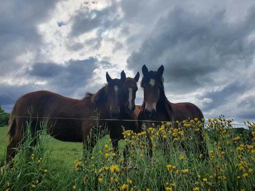 Bed & Breakfast Le Repaire Des Ours