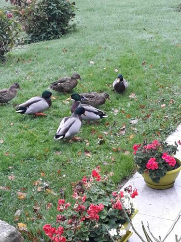 Bed & Breakfast La Mare Aux Canards