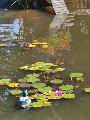 Bed & Breakfast La Mare Aux Canards