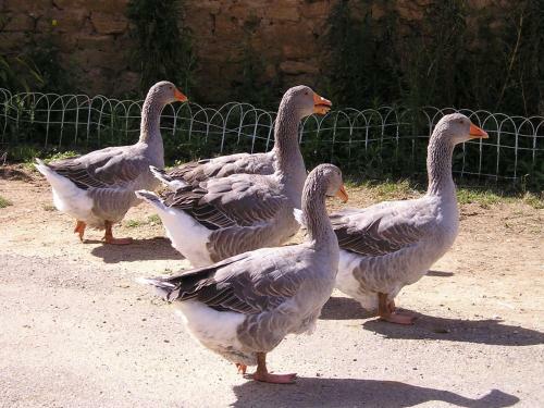 Apartamento Appartement Locations Secr�tes Sarlat