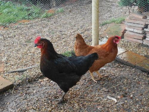 Bed & Breakfast G�te Les Jardins de Terrefort