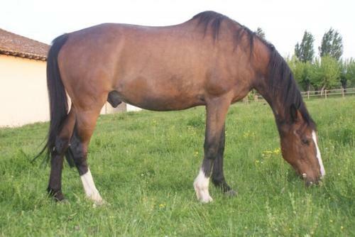 La Bourdette