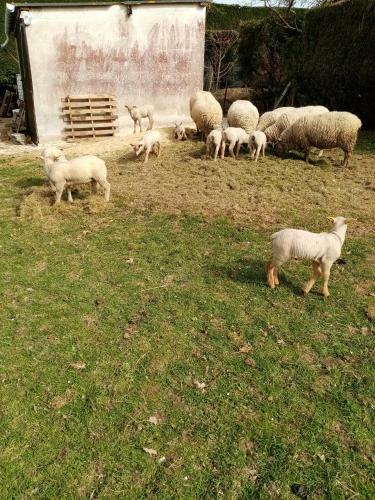 Bed & Breakfast La Bergerie