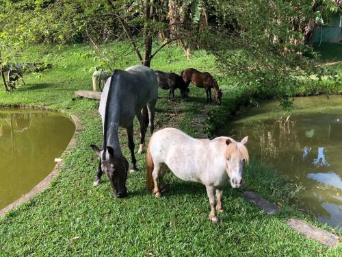Hostal Haras Radachi