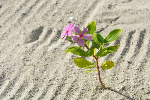 Aparthotel Guesthouse Holbox Apartments & Suites