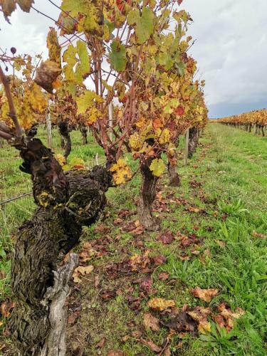 G�te Peyroutas "suzon"