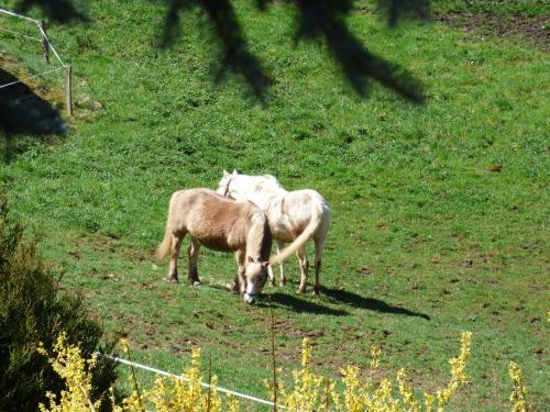 Les Cerisiers