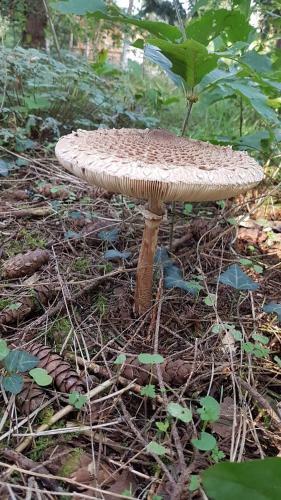 Bed & Breakfast Le Clos Des �cureuils