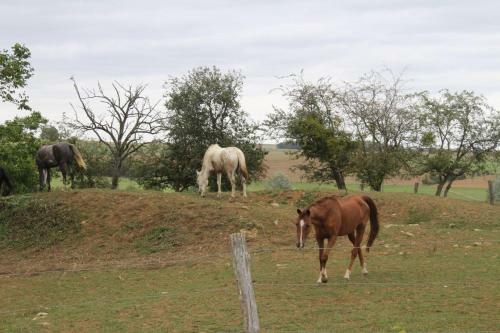 Hostal Ferme Des Champs