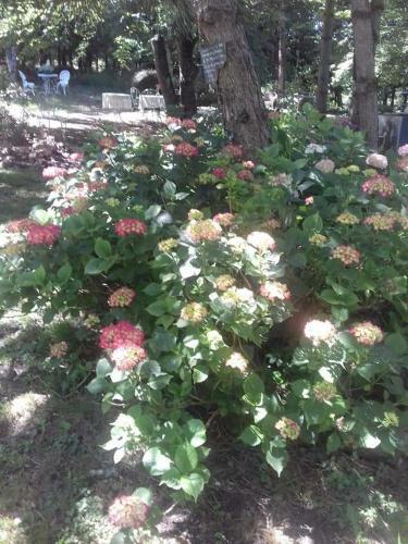 Bed & Breakfast La Haie � Cerf
