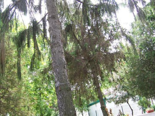 Hostal Pensiunea Ruxandra