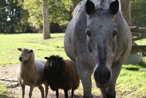 Bed & Breakfast Moulin de Champrond -montmirail -sarthe