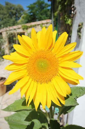 Le Jardin Du Somail