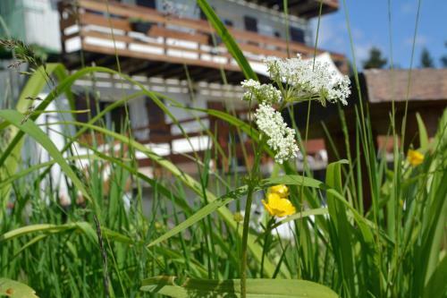 Bed & Breakfast Echo Des Montagnes