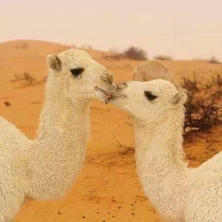 Tours And Bedouin Traditions