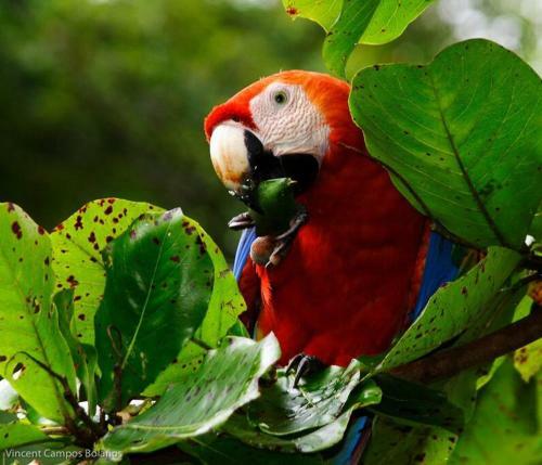 Apartamento Tapiru's House - Bahia Drake