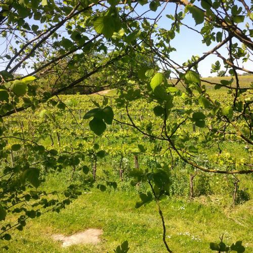 Bed & Breakfast Maison D'h�tes Lassaubatju