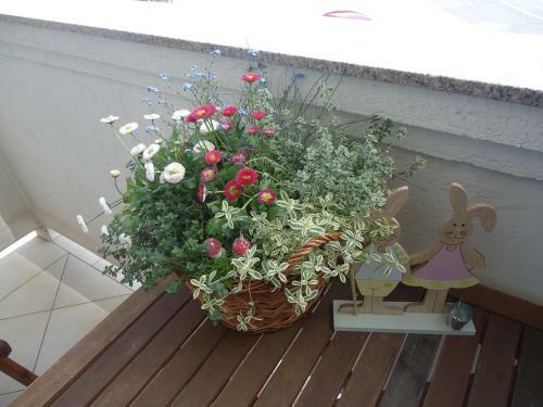 Apartman Cvita Rab