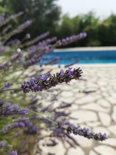 Holiday Homes Sintija