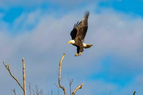 Pikes Peak Resort - Eagle Crest Cabin - Where Luxury And Wilderness Meet