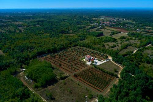 Villa Relax House Surrounded By Olives And Vineyard