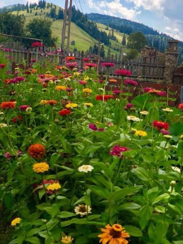 Hostal Casa Agroturistica Tarancuta Din Vatra Moldovitei