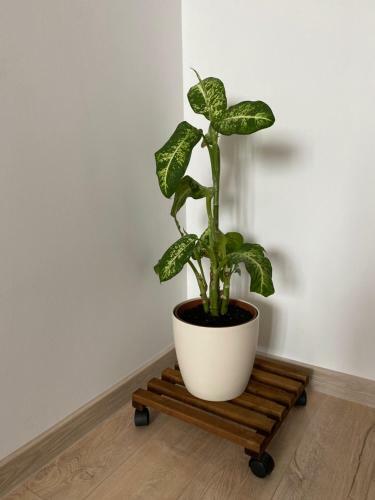 Take Timisoara Apartment