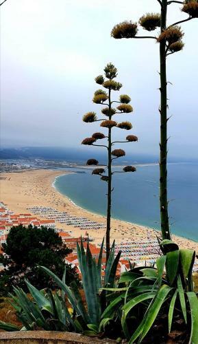 Apartamento Alojamento Madeira