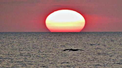 Apartamento Updated Ocean Walk Resort 3 Br -1004