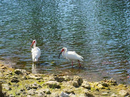 Estero Beach & Tennis 503c By Kathy Nesbit Vacations