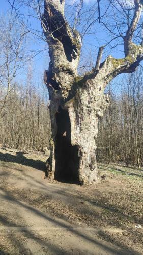 Maringotka/tiny House Sen Vyso?ina