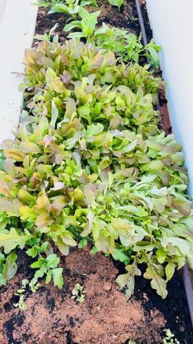 Feelgood Sagres Vegan Homestay