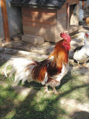 Agroturismo Tourist Farm Ur?ka