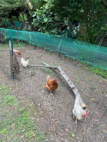 Bed & Breakfast Carcazen