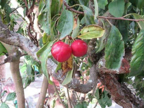 Apartamento Quintal Do Freixo - Country House
