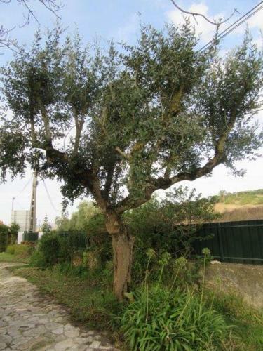 Apartamento Quintal Do Freixo - Country House